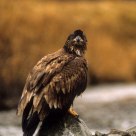 Eagle in the rain